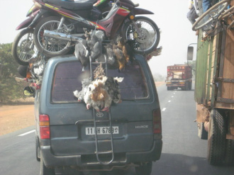 02 Poulets Et Pintades Sur Taxibrousse